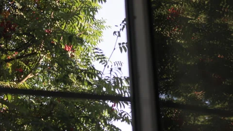 A window reflects the red berries of a rowan tree growing outside. Stock Footage 315679097