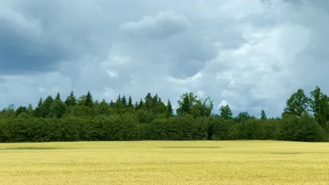 Window replacement for car driving on roads. Rural agricultural landscape. Stock Footage 248788300