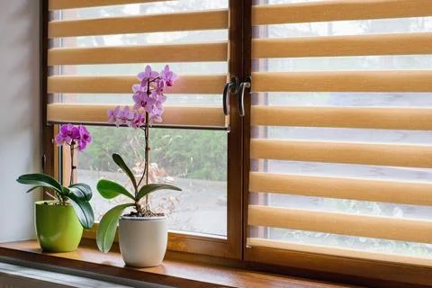 Window roller, duo system day and night.  Cozy home interior. Stock Photos