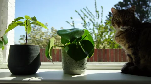 Window sill Stock Footage 156549176