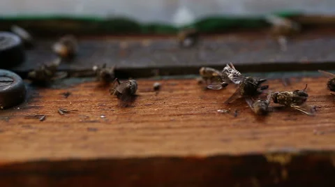 Window Sill Macro Dead Flies Stock Footage 57750395