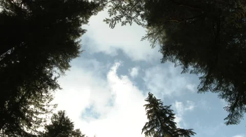 Window To The Sky Through Forest Trees 스톡 동영상 67287777