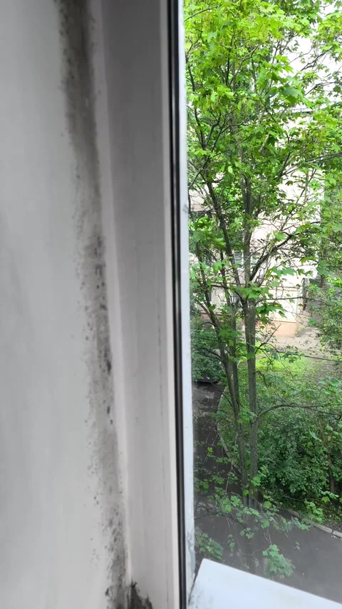 Window slope covered with black mold indicates moisture damage inside. Stock Footage 338330859