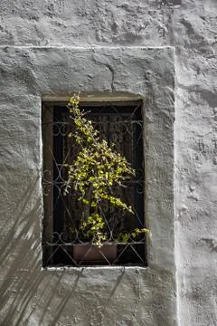 Window with a small green bush Stock Photos