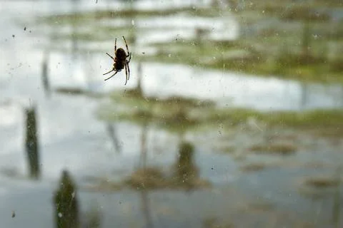 Window Spider 写真素材