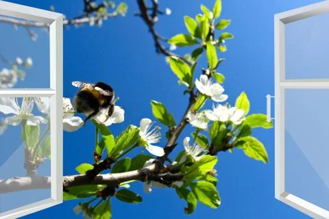 Window to spring blossoming tree and bumblebee Illustration
