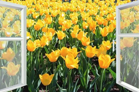 Window to the spring yellow tulips field Illustration