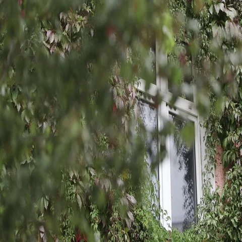 Window surrounded by creepers Stock Footage 69494234