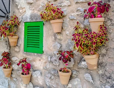 A window surrounded by flower pots Stock Photos