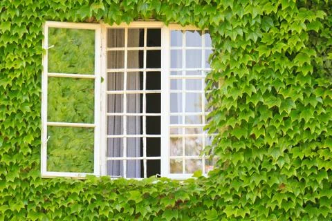Window surrounded by ivy covered wall Foto stock