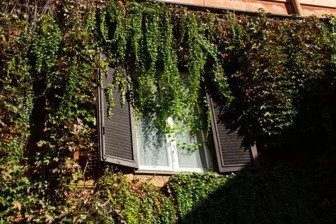 Window surrounded by Vines. Stock Photos