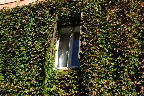 Window surrounded by Vines. Stock Photos