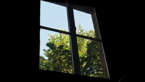 Window Tree Stock Footage 84624660