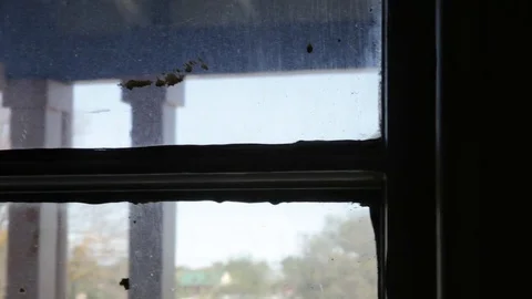 Window with trees outside Stock Footage 85204234