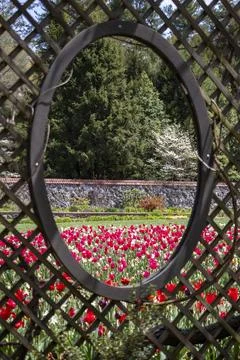 Window of Tulips  Foto stock