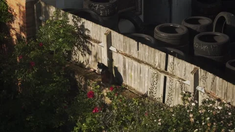 Window View of a Cat Sprawling in a Backyard During the Evening Stock Footage 335077652