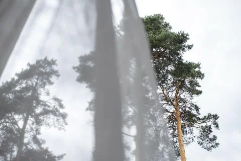 Window view of pine trees and sky behind transparent curtains. Reverie Stock Photos