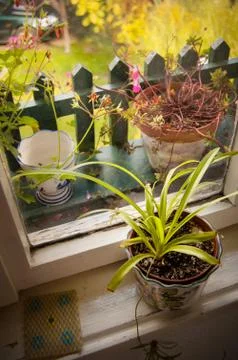 Window view, pot plant Stock-Fotos