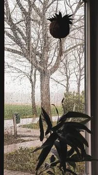 A window view on a rainy day in spring, drops on the glass. Stock Photos