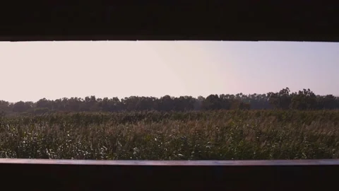 Window view of reed bed field on windy autumn day Stock Footage 147750357