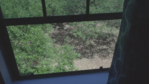 Window view of tree Video stock 106410985