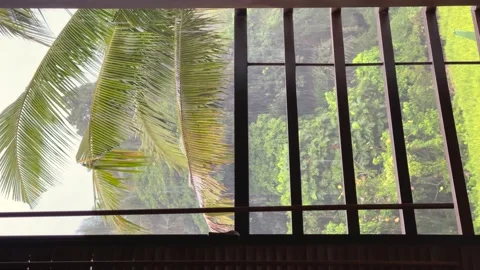 Window view of tropical downpour rain and swaying palm leaves on Bali island Vídeo Stock 202085412