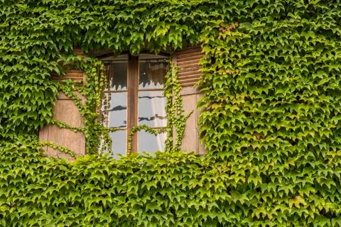 Window with Vine on Wall Stock Photos