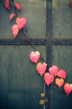 Window vines Stock Photos