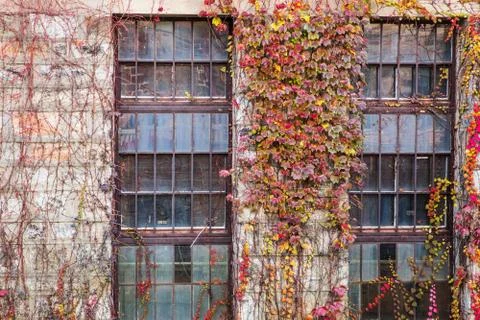 Window vines Foto stock