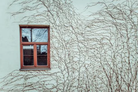 Window on wall. Plants on the wall. Stock Photos