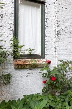 Window in white painted brick wall and red roses Stock Photos