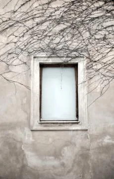 Windows and dried vine Foto stock