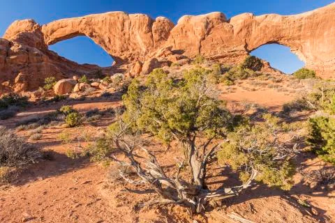 Windows and Juniper Stock Photos