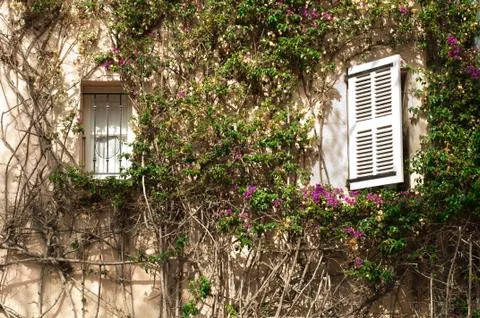 Windows and wall with ivy Stock Photos