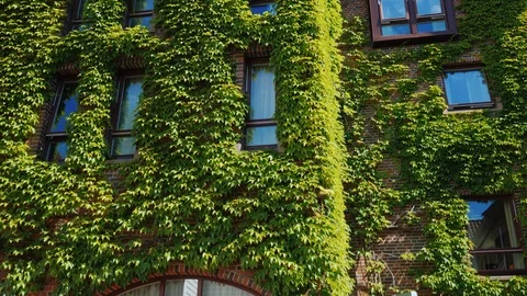 The windows of the brick building were covered with ivy. Greens in the city Stock Footage 93795642