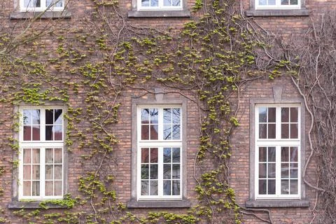 Windows covered with plants Stock Photos