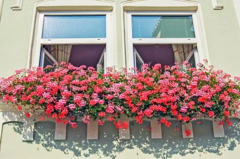 Windows with flowers Stock Photos