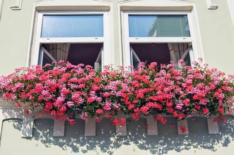 Windows with flowers Stock Photos