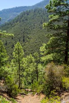 Windows of the Guimar Stock-Fotos