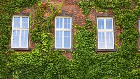Windows of old house on wall mantled with ivy Stock Footage 141993971
