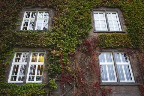 For Windows On Overgrown Wall Foto stock
