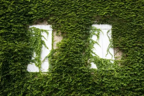 Windows Stock Photos