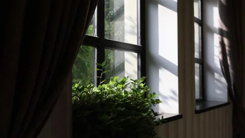 Windows with Plants on the Sill and a View in a Garden at Sunset Stock Footage 241323111