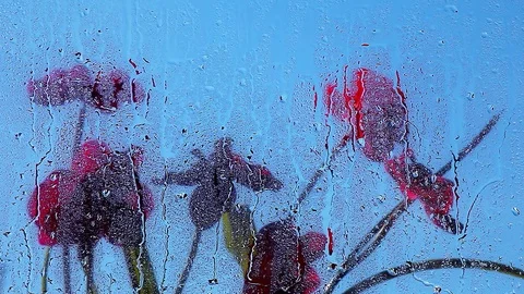Windows spring garden orchid rain drop Stock Footage 88102618