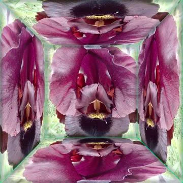 Windows in the world of iris Stock Photos