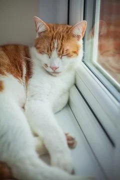 On the Windowsill Stock Photos