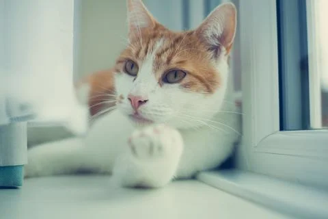 On the Windowsill Stock Photos