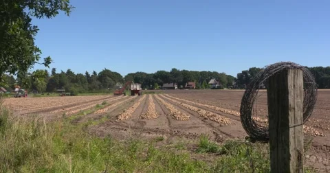 Windrows onions in field - roll of barbed wire on a pole Stock Footage 67194090