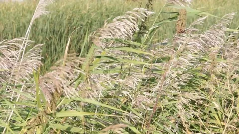 The wind's blowing. A reed and grass are waving Stock Footage 83034073