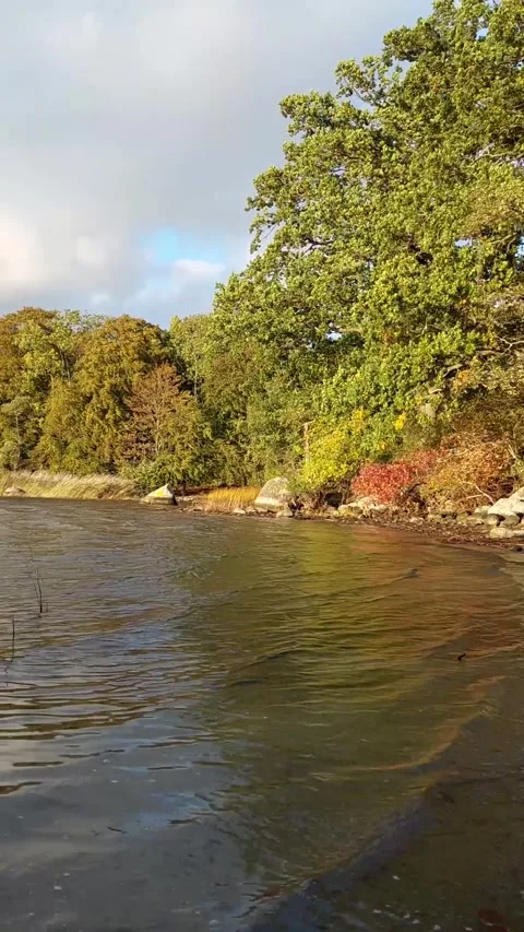 Winds Blowing In Trees At Water's Edge Stock Footage 228876617
